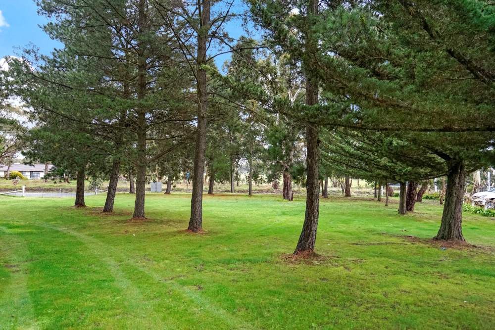 Hi Res023 Trees 1000Px